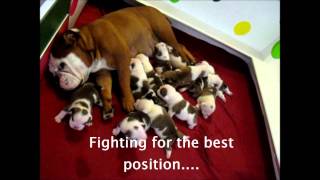 12 English Bulldog Puppies 2 weeks old Englische Bulldog Welpen [upl. by Bel]