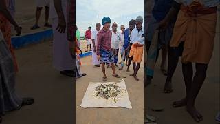 🐠🐟 Adaa adaaa daaa super fresh fish auction at mallipattinam harbour seafood fishing prawns [upl. by Valera]