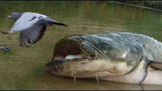 Catfish VS Pigeon New Amazing Footage by Catfish World [upl. by Koslo]