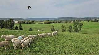 White Dorper Sheep [upl. by Noneek]