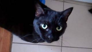 Phantom The Cat with Tourette Syndrome [upl. by Theola]