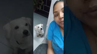 💞Kadu miss him 😌🙌youtubeshorts trending pets doglover puppy cute love shorts youtube [upl. by Muriah]