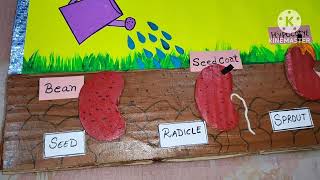 🌰Seed Germination in plans 🌳🌳 Science tlm [upl. by Aret]