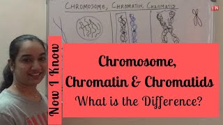 Chromosome Chromatin and Chromatids – What is the Difference [upl. by Htaek157]