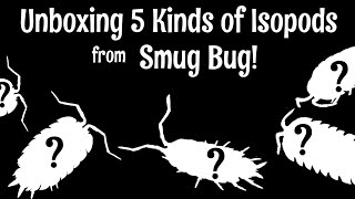 Unboxing 5 Types of Isopods from smugbugcom [upl. by Ynnaj]