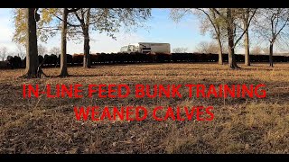 Feeding Our Weaned Calves InLine Feed Bunk Training [upl. by Monroy]