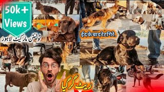 Latest Dogs Market Lahore Prices 17 DEC  Tollinton Market Lahore  Exploring with YASIR [upl. by Sudnor]