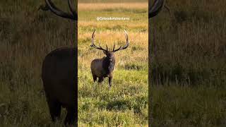 Big Bull Elk Bugling in the Rocky Mountain National Park [upl. by Saravat608]