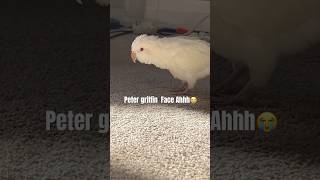 Watch him bop his head 😂 familyguy memes petergriffin birds fyp shorts viralvideo trending [upl. by Eralcyram]