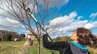 COME POTARE IL SUSINO 🌳 [upl. by Sumner]