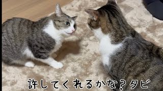 お姉ちゃん猫を怒らせて謝りにいく弟猫【タビとメロの日常】 [upl. by Akimak]