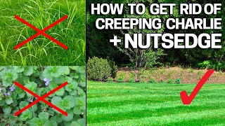 How to Get Rid of Creeping Charlie amp Nutsedge in the Lawn  Weed Control Like a Pro [upl. by Ahgiela]