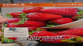 ⟹ ALL STAR STRAWBERRY  Fragaria ananassa  Another great find at Walmart [upl. by Latnahs]