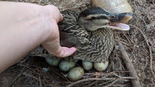 Duck Eggs Hatching  Duck Harvesting Eggs to Chicks [upl. by Grimbal]