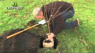 Les pommiers les points clés pour choisir planter et entretenir le pommier Truffaut [upl. by Laris856]