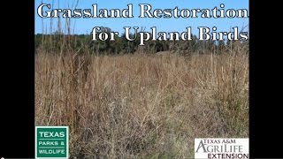 Grassland Restoration for Upland Birds [upl. by Hershel]