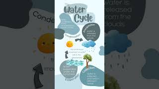 The Water Cycle  Process and its Various Stages [upl. by Nij472]