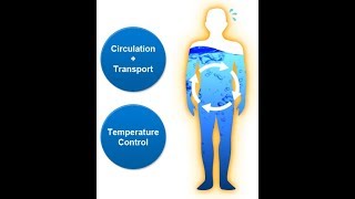 Fluid and Electrolite System Body Fluids [upl. by Mordy]