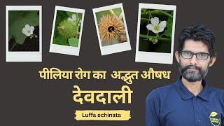 देवदाली The Miracle Cure for Modern Diseases  Ayurveda Amrutam [upl. by Eenram]