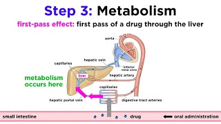 Pharmacokinetics How Drugs Move Through the Body [upl. by Pollak76]