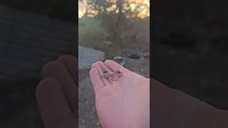 MurrayMallee Thick Tailed Barking Gecko  Ettrick South Australia nature [upl. by Ainesey]