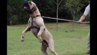 Fila Brasileiro  Canil Itanhandu [upl. by Heyes]