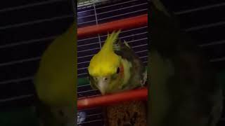 Beaker wants everyone to listen his songs❤😘 cockatiel youtube shorts BeakerTheSpeaker [upl. by Tod]