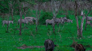 RANGELAND TREKS  MBURO NATIONAL GAME PARK [upl. by Edik]