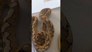 Platinum Het pied 100 ●SubscribeLikeampComment snake reptile pets reels shorts trending piks [upl. by Doownel]