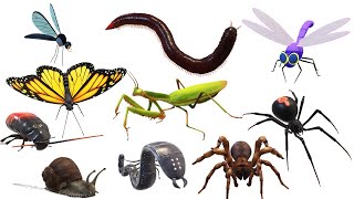 Insects Name in English  Insects picture for kids  AAtoonsKids [upl. by Clementas]