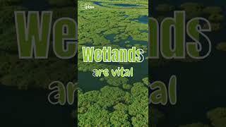 Wetlands Earths Climate Heroes  BIODIVERSITY matters [upl. by Paolina]