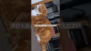 今日も良い休日過ごしてください ねこ 猫 cat ねこ動画 [upl. by Atinihs]