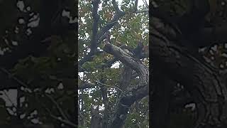 Monteiro’s hornbill Tockus South Africa 🇿🇦 NATURE TEAM CHANNEL EleenVorster Subscribes 💓 [upl. by Atiuqahs]