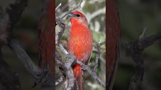 Summer Tanager Bird Song VideoBird Songs Eastern North America Sounds of Nature for Sleep [upl. by Acirea]