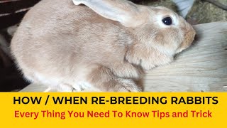 Rabbit Farming Rebreeding rabbits after kindling  When to rebreed rabbits  Rebreeding the Doe [upl. by Selij]