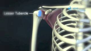 العضلة تحت الكتفيه subscapularis muscle animation 10Youtube com [upl. by Geraud]