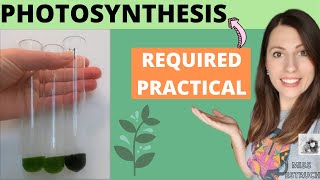 Alevel Biology PHOTOSYNTHESIS REQUIRED PRACTICAL  AQA required practical 8 aim method conclusion [upl. by Horlacher]