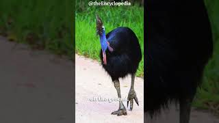 Southern Cassowary Deadly Bird [upl. by Valentine]