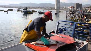 La Caleta de pescadores de Coquimbo 1 [upl. by Aneelehs]