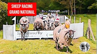 Sheep Racing  The Grand National [upl. by Yewed]