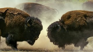 Bison Fight for Mating Rights  BBC Earth [upl. by Aerdnek]