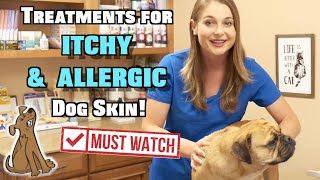 Treat Itchy and Allergic Dog Skin  MUST WATCH [upl. by Nakhsa]