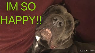 CANE CORSO RESCUE 1 week later [upl. by Eneluqcaj320]