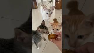 Kitten food is likely to be delicious 😸😻CatMom Kittens Purrfect Cat RescueCats TabbyCat [upl. by Ally]