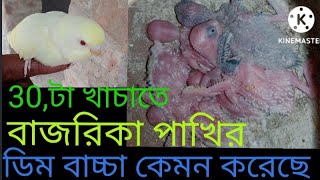 বাজরিকা 🐦পাখি কেমন ডিম বাচ্চা করে bajrika pakhi kemon dim bachcha kore [upl. by Hwang133]