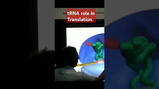 tRNA role in Protein Synthesis forXXIXIINEETampCUET [upl. by Aihppa]