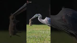 Heron Catches Mouse in the Blink of an Eye birds heron shorts nature [upl. by Snow]