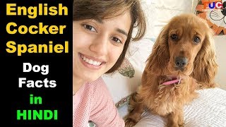 English Cocker Spaniel Dog Facts In Hindi  Popular Dogs  TUC [upl. by Sivi]