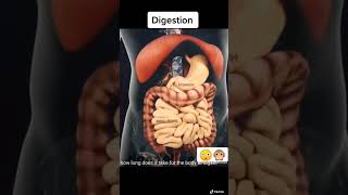 Human Digestive System education maharashtraboard majhishala learnmore [upl. by Einaej]