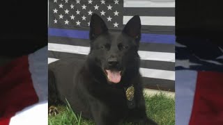 Cranston community unites for final farewell to police K9 Zeus [upl. by Ynnig]